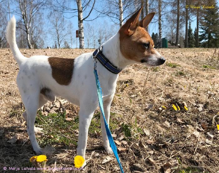Dunkel‘s Parco Cosmo aka Jekku ja kevään ensimmäiset leskenlehdet, helatorstaina 2024.