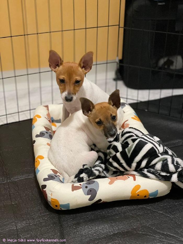 Veljekset kuin ilvekset ensimmäistä päivää uudessa kodissaan: Mortti ja Vertti!