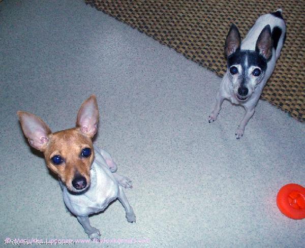 'PR' Dunkel's Brown Barbarella aka Manteli & 'PR' Dunkel's Buggle aka Buggle.