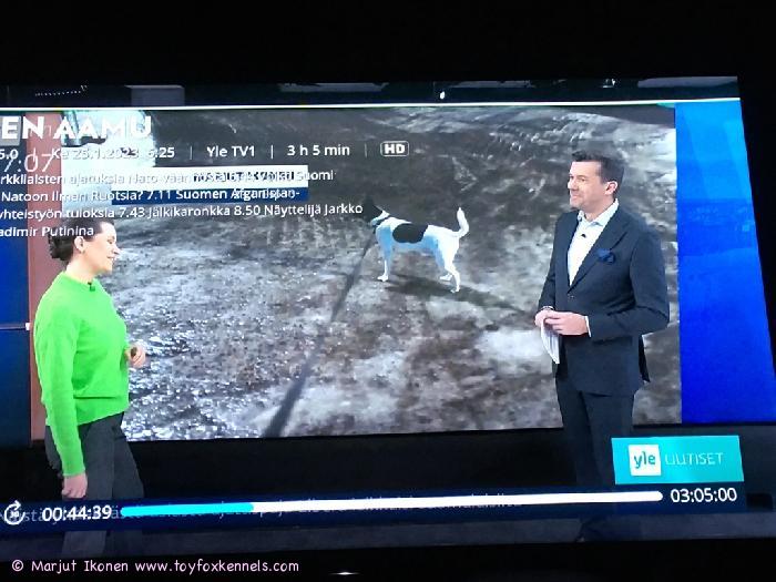 Liukkaan kelin esimerkkiä televisiossa kanavalla YLE 1 näyttää Toy Fox Terrier Kennelin kasvatti ‘PR‘ Dunkel‘s Lenny Poncho aka Jesse.