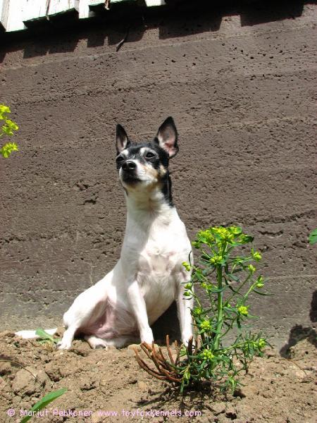 Kesäiset terveiset Ziralta.