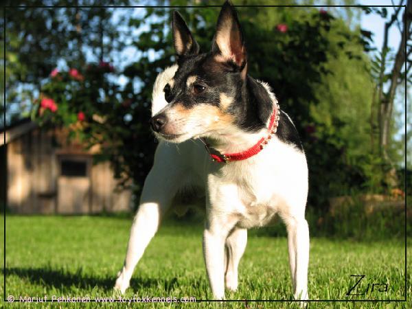 Zira ilta-auringossa