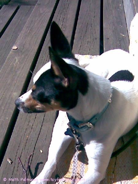 Sulo kesätunnelmissa, mökin terassilla