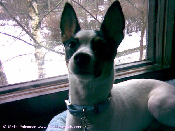 Sulo lempi paikallaan keittiön ikkunalla.