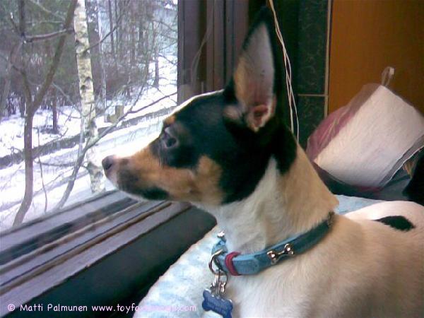 Sulo lempi paikallaan keittiön ikkunalla.