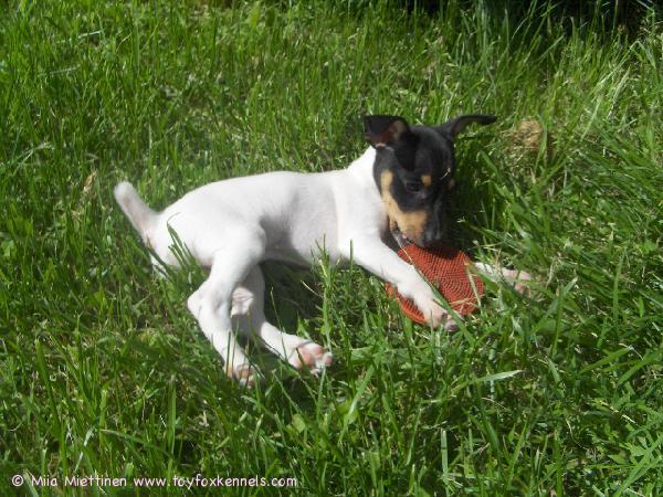 'PR' Dunkel's Lady Radmilla aka Iines.