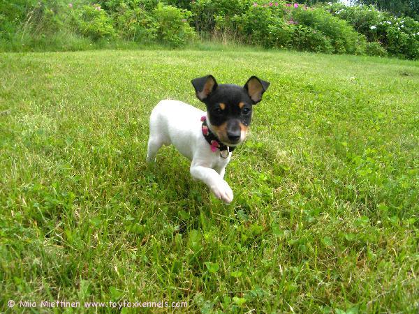 'PR' Dunkel's Lady Radmilla aka Iines.