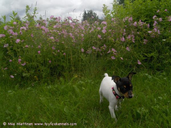 'PR' Dunkel's Lady Radmilla aka Iines.
