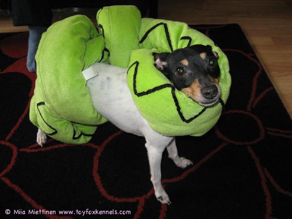 Iines ja käärme otti painia :)Käärme voitti...