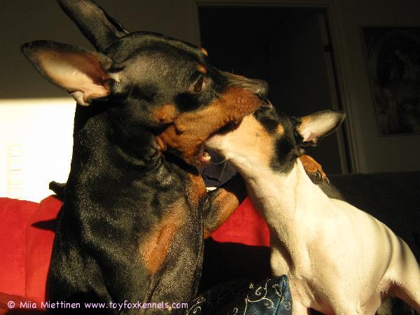 Kiihkeää suuteloo.. :)