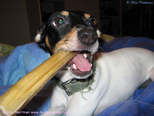 'PR' Dunkel's Lady Radmilla aka Iines näyttää mallia kuinka puruluilla pidetään hammaskiveä kurissa!