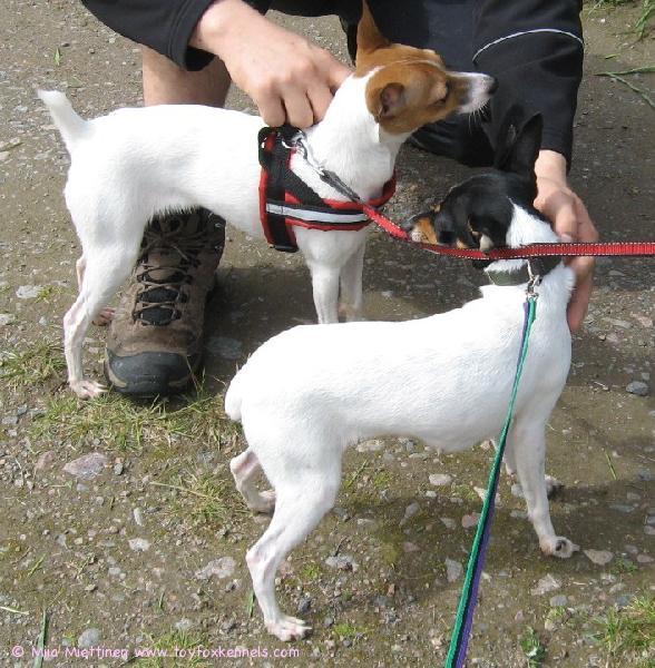 Siskokset Iines ja Roxy tapasivat toisensa Vihdissä kesäkuussa 2009 <3