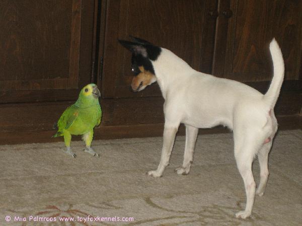 Chaos kaveeraa siniotsa-amatsonin kanssa.