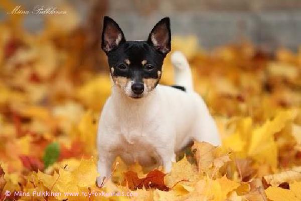 Upeita syysterveisiä lähettää Tampereelta kasvattimme 'PR' Dunkel's Miss Priss aka Cherry!

Kiitokset fantastisen upeasta kuvasta Cherryn omistajalle Dallalle sekä kuvaajalle Miina Pulkkiselle! 

Kuva Copyright  Miina Pulkkinen.