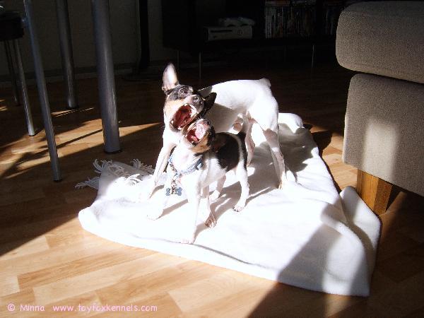 Dali ja Pablo esittelee hampaitaan