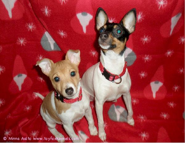 Jouluiloa & onnea vuodelle 2011!

toivottavat tonttuveijarit Mimi & Miina kotijoukkoineen Lempäälästä