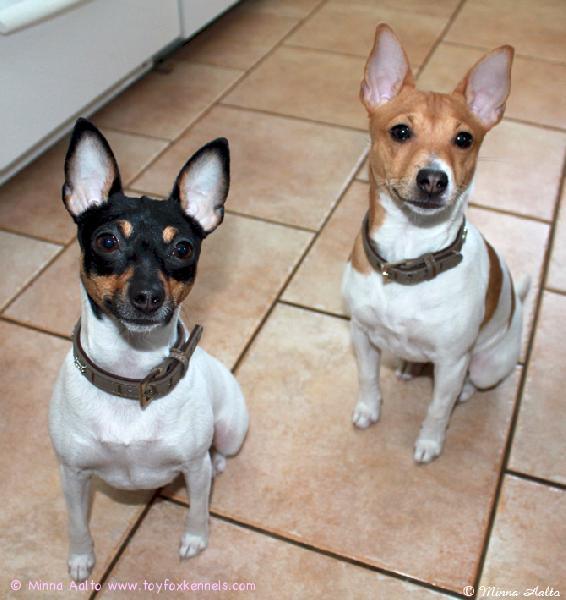 'PR' Valentina's Only Angelina aka Mimi ja 'PR' Dunkel' Marilyn Mocca aka Miina odottelevat herkkuja.