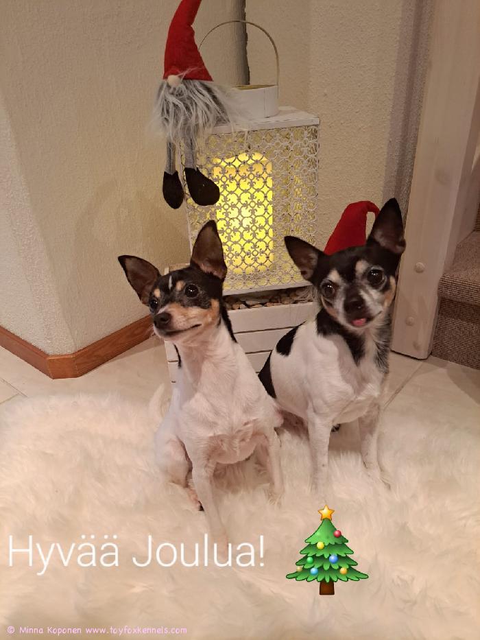 Oikein hyvää joulua teille! Toivottaa Minna, Jyrki, Manu ja Momo