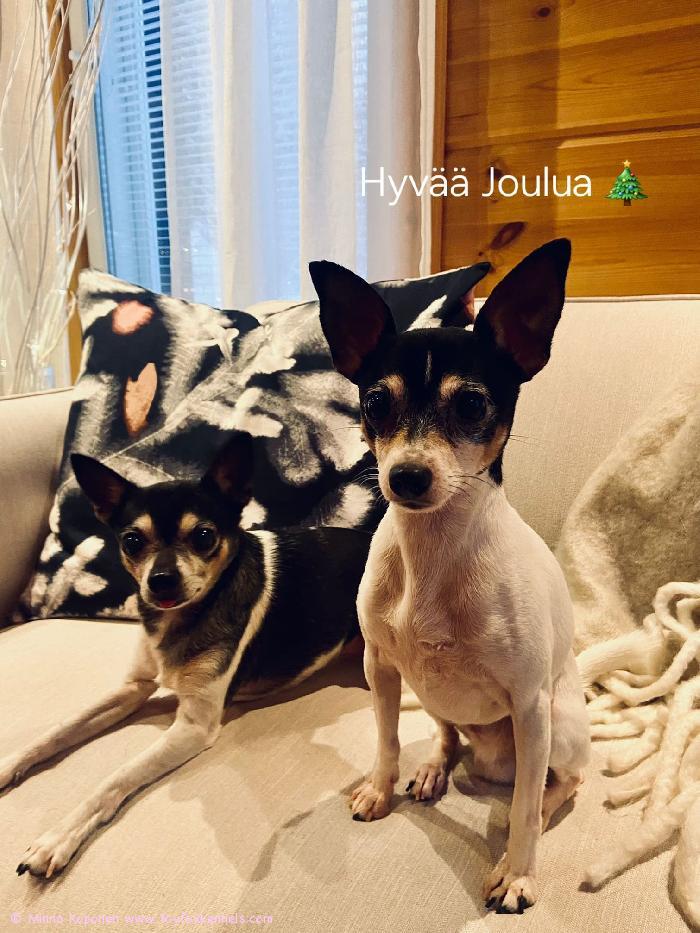 Hyvää Joulua ja Onnellista Uutta Vuotta! Toivottaa Momo ja Manu