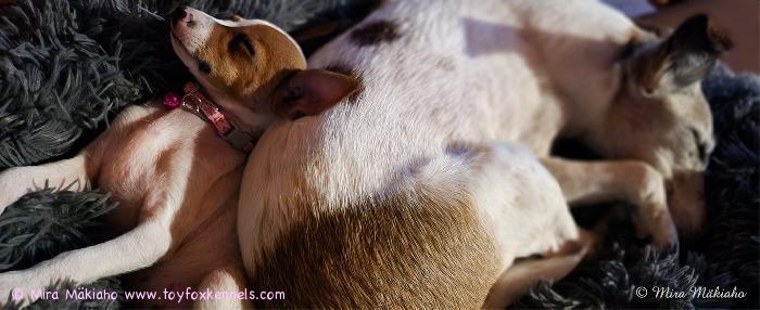 ”Serkukset” kuin siskokset.

TFT = Toy Fox Terrier eli amerikankääpiöterrieri Dunkel‘s Pamy Cosma aka Coda 8 viikkoa ja uusi BFF, SFT = Smooth Fox Terrier eli sileäkarvainen kettuterrieri Oodi 16 vuotta.

TFT Coda on muutaman tunnin uudessa kodissaan olon jälkeen tehnyt elonsa hyvin tyytyväiseksi uuden superbestiksensä SFT Oodin kanssa. Pieni kokoero ja pieni ikäero ei menoa haittaa.

Kuva copyright Mira Mäkiaho.