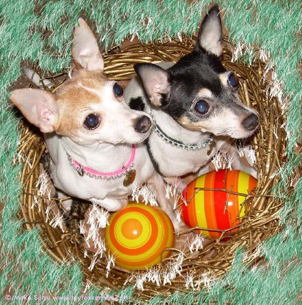 Mukavaa pääsiäistä kennelin porukalle :)
 
Pinnle ja Bambi perheineen