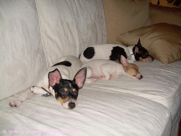 Pinnle & Bambi & Paavo. Paavo oli meillä päivähoidossa... (Paavon tunnistaa jättiläiskorvista).