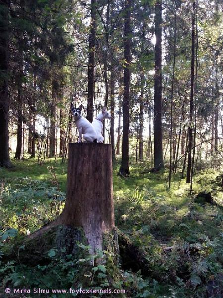Porissa asuvat Toy Fox Terrier Kennelin kauniit kasvatit 'PR' Dunkel's Pinnle aka Pinnle ja 'PR' Dunkel's Rhianna aka Bambi Katinkurussa.