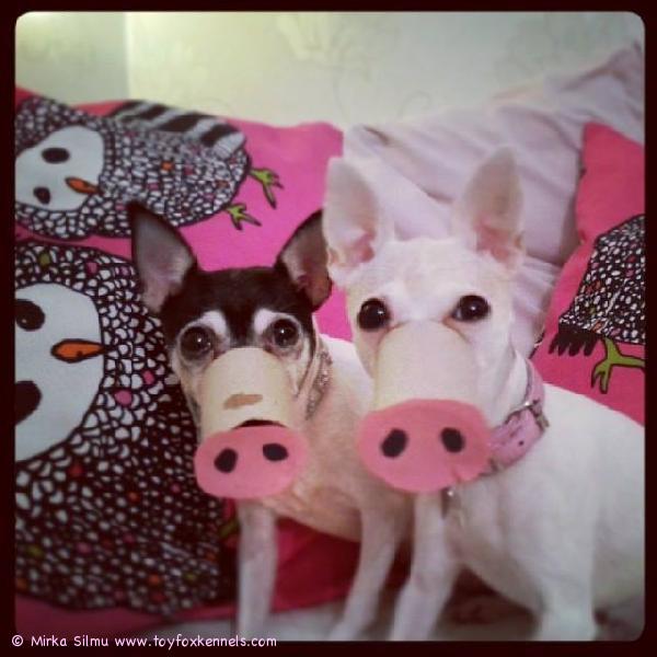 Toy Fox Terrier Kennelin kasvatit 'PR' Dunkel's Rhianna aka Bambi sekä 'PR' Dunkel's Pinnle aka Pinnle muuntuivat minipossuiksi perheen lasten toimesta! :)