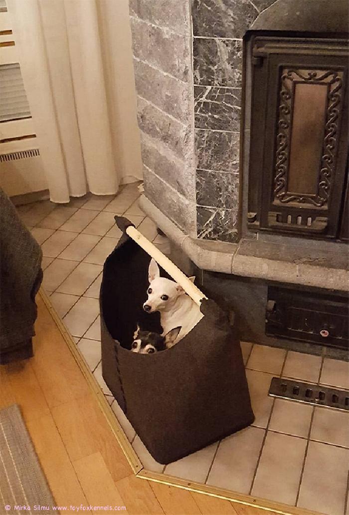 Puukorista pesän itselleen ovat tehneet ‘PR‘ Dunkel‘s Pinnle aka Pinnle ja ‘PR‘ Dunkel‘s Rhianna aka Bambi.