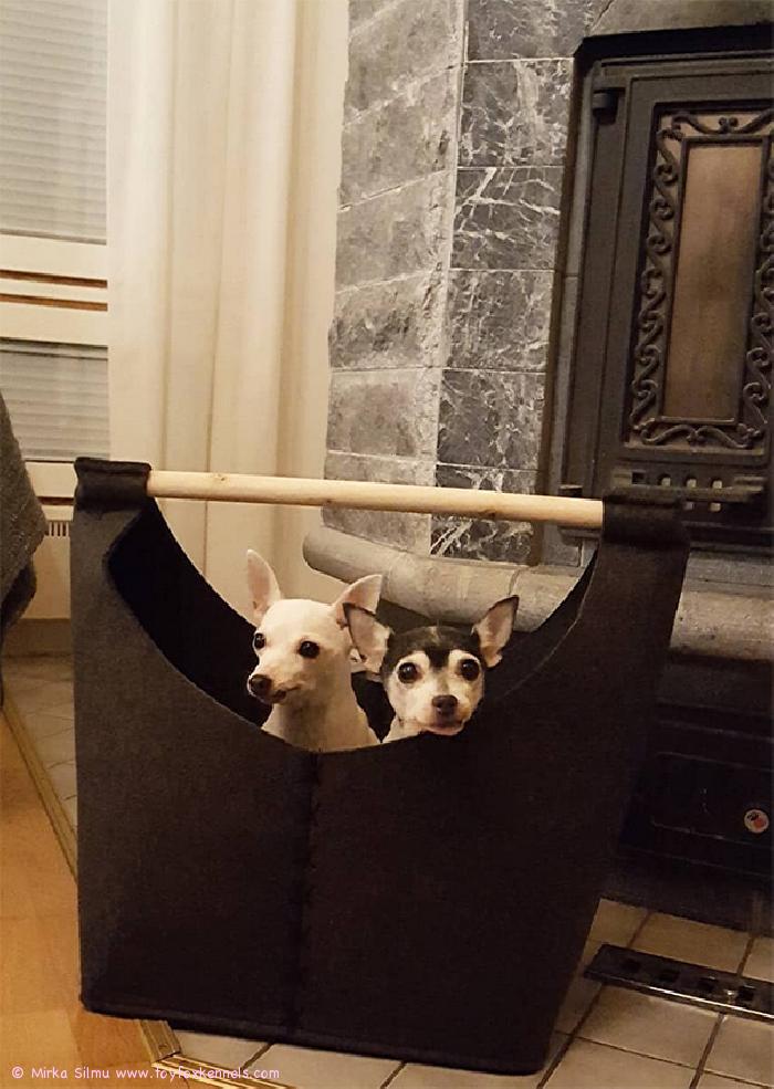 Puukorista pesän itselleen ovat tehneet ‘PR‘ Dunkel‘s Pinnle aka Pinnle ja ‘PR‘ Dunkel‘s Rhianna aka Bambi.