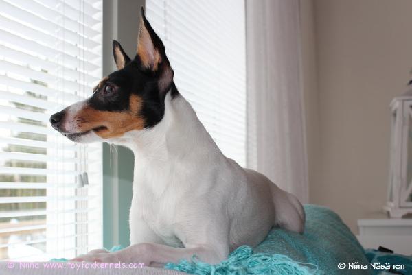 Pepe odottaa Patea kotiin