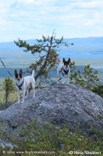 Pepe ja Pate Riisitunturin huipulla