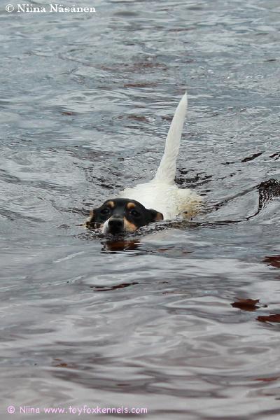 Pate uimassa Jonkerissa