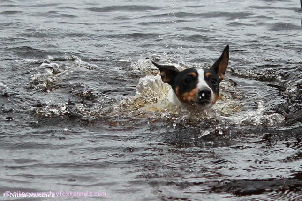 Pepe uimassa Jonkerissa