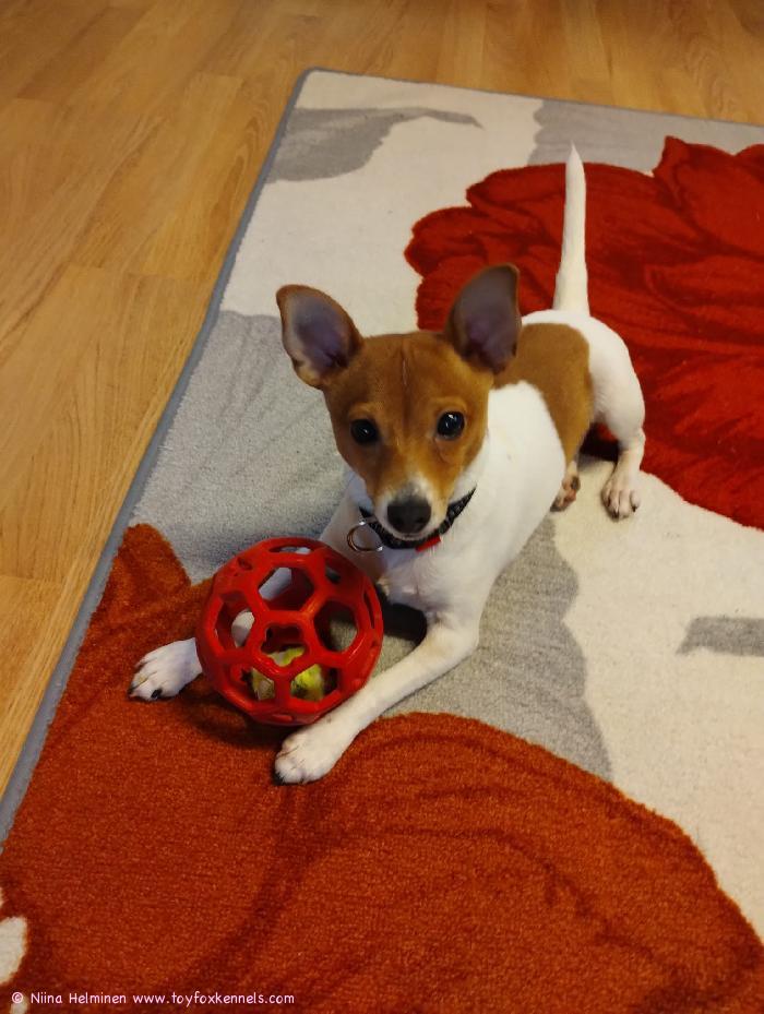 Meiltä ja Rekulta myös hyvää joulua ja rauhaisaa uutta vuotta!