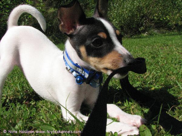 Pepe kuvaus assarina