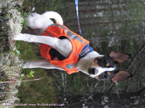 Pepe syysmetsällä 2.