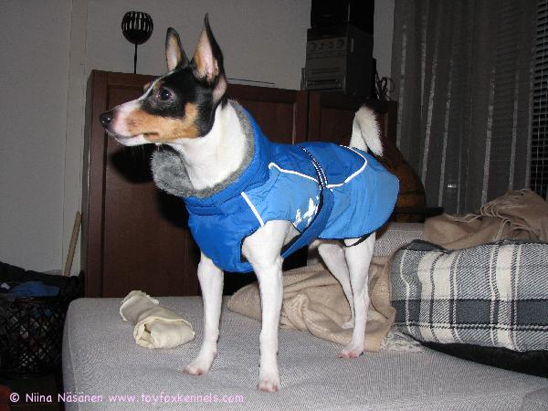 Pepellä uusi talvirotsi!