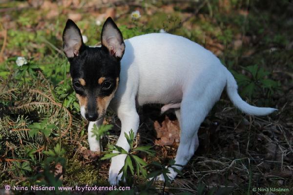 pikkuveli Pate ilta auringossa