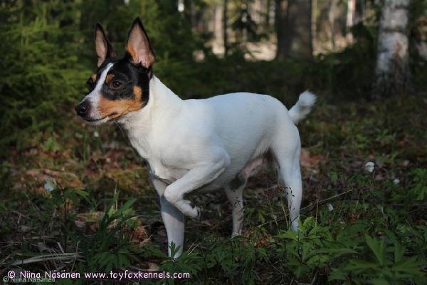 isoveli Pepe ilta auringossa