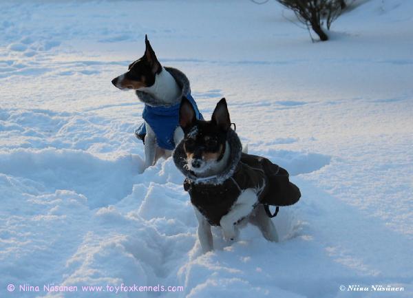 Lumimiehet Pate ja Pepe