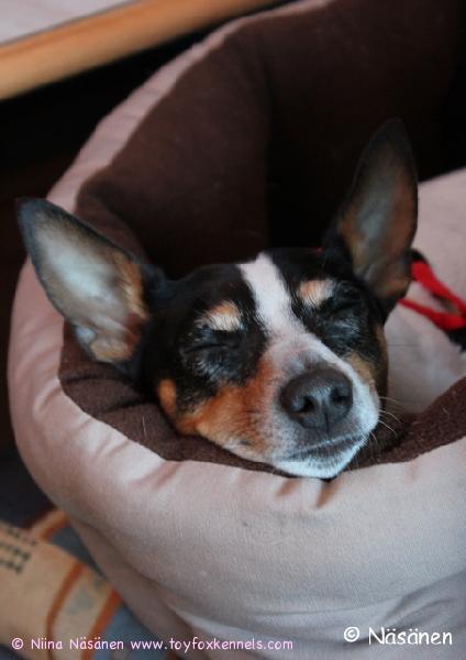 Pepen matkustustyyli