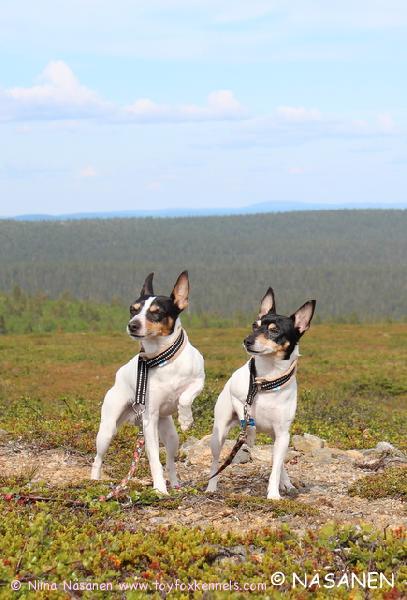 Pepe ja Pate Saariselällä