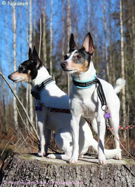 Kevätfiiliksissä 'PR' Dunkel's Paddington aka Pate sekä 'PR' Dunkel's Doctor Pepper aka Pepe.