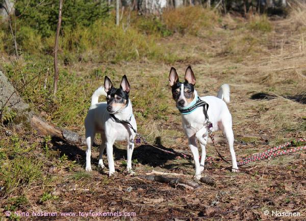 Kevätfiiliksissä 'PR' Dunkel's Paddington aka Pate sekä 'PR' Dunkel's Doctor Pepper aka Pepe.