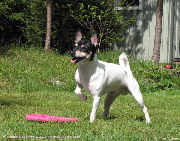 Kesätunnelmissa 'PR' Dunkel's Paddington aka Pate.