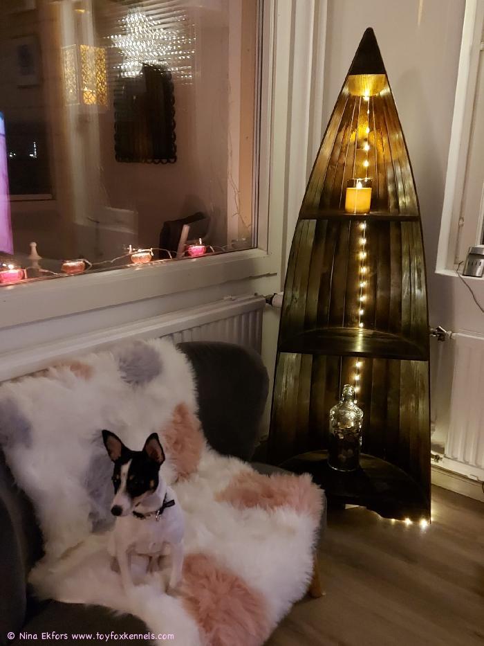 Pimu joulutunnelmissa.