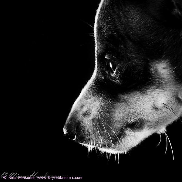 'PR' Dunkel's Pikkolo Jr. II aka Pico.