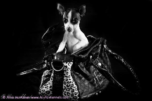 'PR' Dunkel's Pikkolo Jr. II aka Pico.