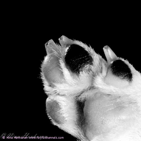 'PR' Dunkel's Pikkolo Jr. II aka Pico.